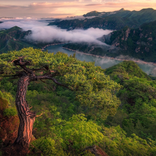 trees, River, pine, forest, Mountains, viewes, Fog