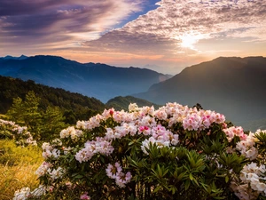 viewes, trees, Sky, Fog, Azaleas, morning, forest, Mountains, Sunrise, The Hills, Flowers, car in the meadow