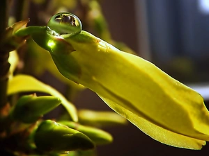 bud, drop, Close, Forsythia