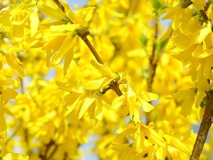 forsythia, Twigs, Flowers