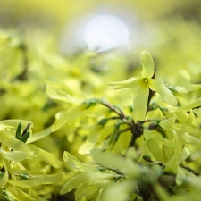 forsythia, Yellow, Flowers