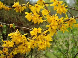 Bush, forsythia, Flowers, flower, Yellow
