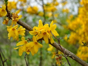 Bush, forsythia, Yellow, Flowers, twig