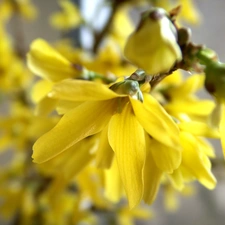 forsythia