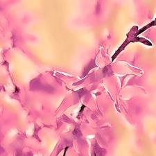 Fractalius, forsythia, graphics