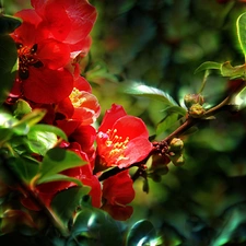 Red, quinces, Fractalius, Flowers
