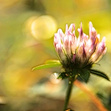 Fractalius, Pink, trefoil