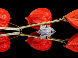 Black, background, strange frog, reflection, physalis bloated
