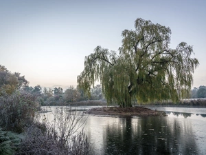 trees, Islet, VEGETATION, Willow, lake, viewes, White frost