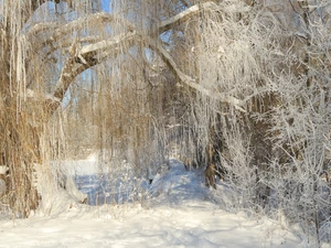 frosty, winter, snow, White frost, branch pics, Golden Weeping Willow