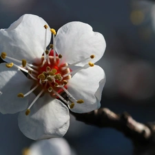 White, trees, fruit, Colourfull Flowers