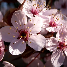 Flowers, viewes, fruit, trees