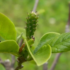 Magnolia, fruit