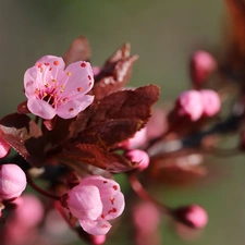 Pink, trees, fruit, Flowers