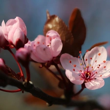 Pink, trees, fruit, Flowers