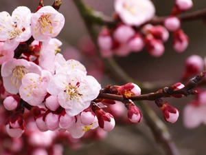 Pink, trees, fruit, Flowers