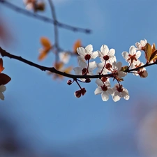 fruit, flourishing, trees