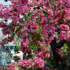 fruit, flourishing, trees