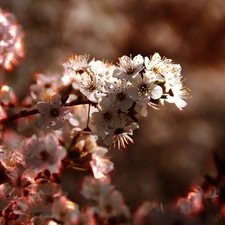 fruit, flourishing, trees