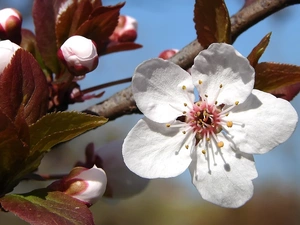 fruit, flourishing, trees