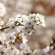 fruit, flourishing, trees