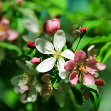 fruit, flourishing, trees