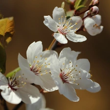 White, trees, fruit, Flowers