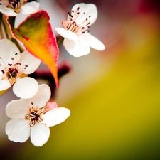 White, trees, fruit, Flowers