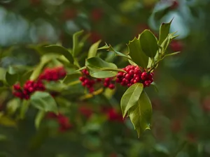holly, branch, Leaf, Fruits
