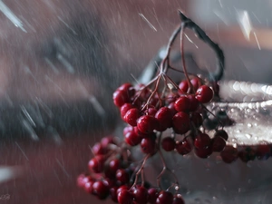 Plant, jar, Rain, Fruits