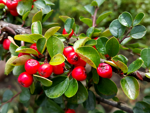 Fruits, Bush, Red