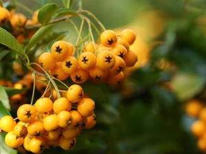 Yellow, Scarlet firethorn, Fruits