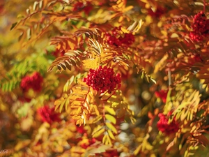 Fruits, Plant, Twigs