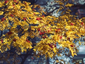 Red, Fruits, Yellow, Leaf, Plant