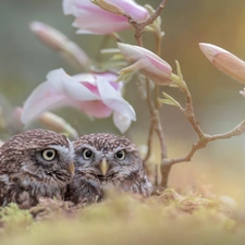 fuzzy, background, Little Owl, Magnolia, Owls