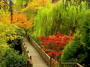 bridges, autumn, Willow, Garden
