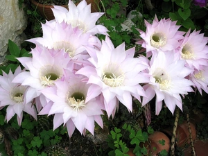 Garden, flourishing, Cactus