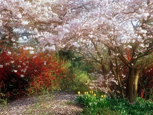 Garden, Blossoming, cherry