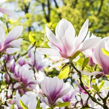 summer, Flowers, Magnolias, Garden