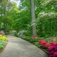 Garden, Park, Way, flourishing, bench, Spring, viewes, Azaleas, trees