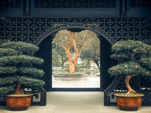 house, Sapling, Bonsai, Gate