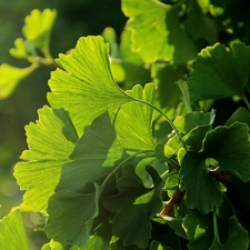 Ginkgo Japanese, Leaf