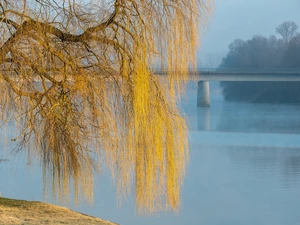trees, River, bridge, Golden Weeping Willow