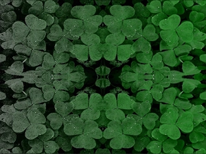 scale, clover, green, Gradient, Gray, symmetry