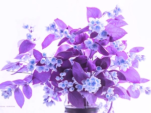 Fractalius, jasmine, Computer Graphics