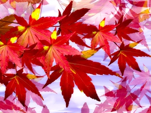 graphics, Leaf, maple