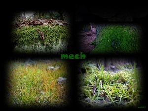 graphics, Moss, text