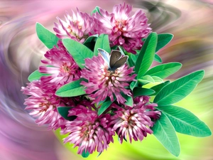 butterfly, graphics, trefoil, composition, Flowers