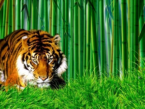 grass, tiger, bamboo