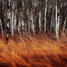 birch, grass